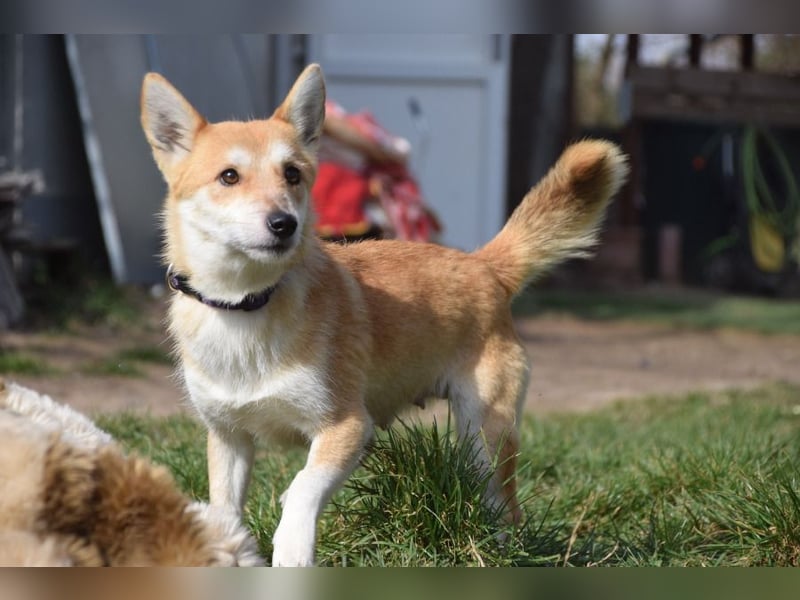 Valerie - auf PS in 45147 Essen - sehr nette, menschenbezogene und verschmuste Hündin