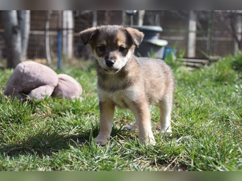 Bootsmann - freundlicher und verspielter kleiner Welpen Rüde