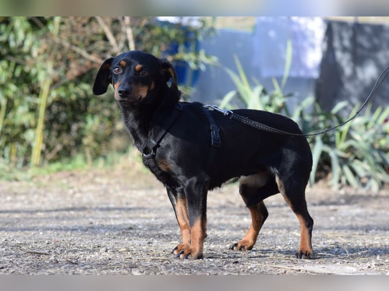 Lina - anfangs vorsichtig, verschmust und liebt es Küsschen zu geben