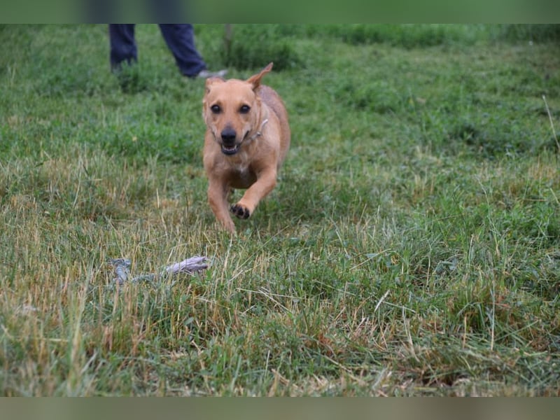 Pia - eine nette, freundliche, menschenbezogene Hündin