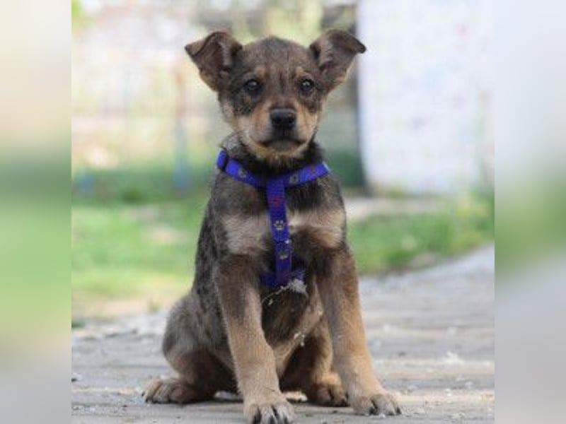 Melitta - verschmuste und freundliche kleine Dame