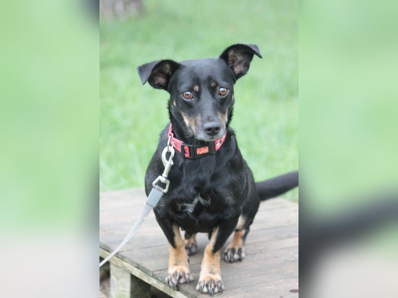 Amelie - liebevolle Hündin die Geborgenheit und Liebe sucht