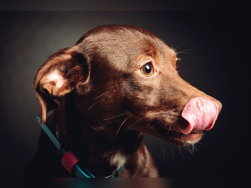 Honey - anfangs etwas schüchtern, freundlich & verspielt