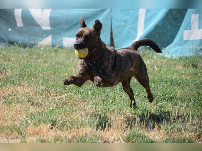 Lulu - liebenswerte Hündin die Zeit braucht um Vertrauen  aufzubauen