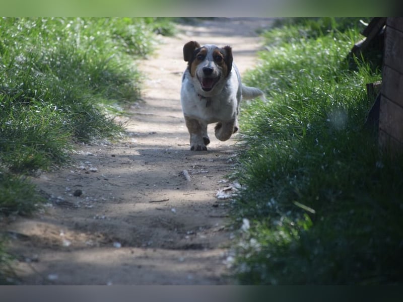 Mocca - freundlicher, liebenswerter kleiner Rüde, zeigt sich verschmust und lustig