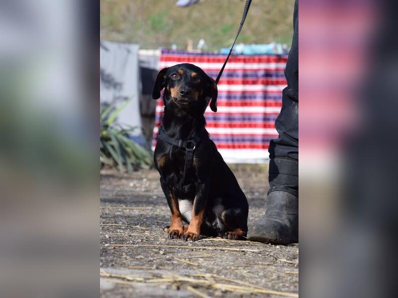 Lina - anfangs vorsichtig, verschmust und liebt es Küsschen zu geben