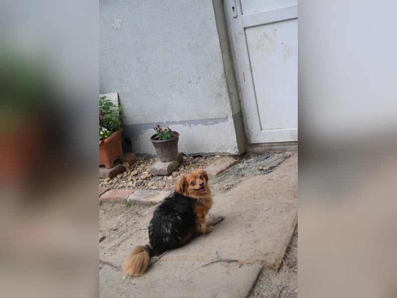 Felia - nette kleine Mischlingshündin die erst Vertrauen aufbauen muß