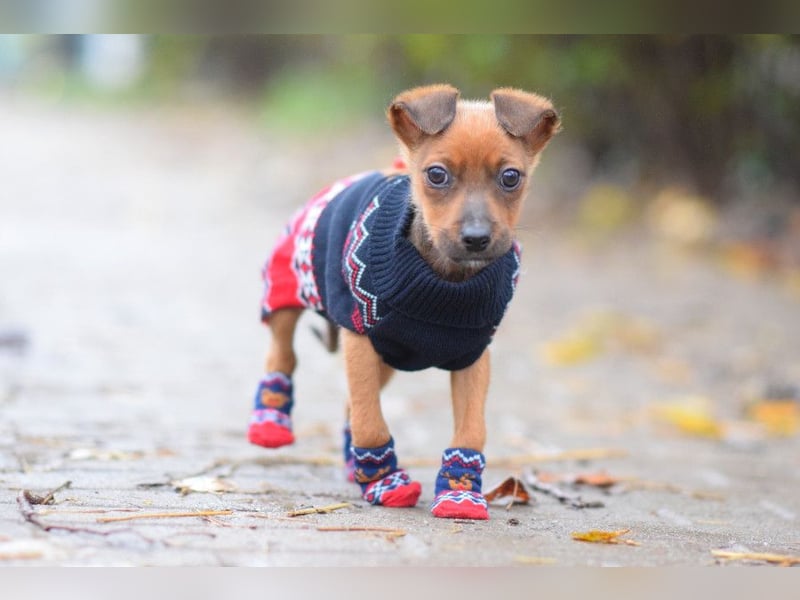 Latte - liebevoll & verschmust, aufgeschlossen & freundlich