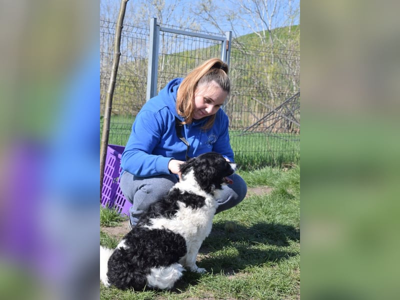 Elli - nette Hündin die Zeit und Geduld braucht