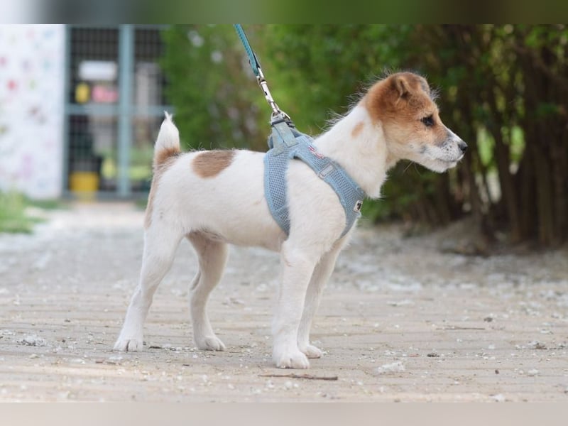 Emilia - zuckersüße, freundliche und verschmuste Welpen Hündin