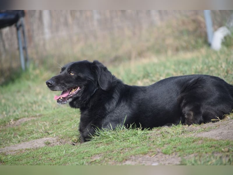 Poldi - netter ruhiger Senior sucht Zuhause als Einzelprinz
