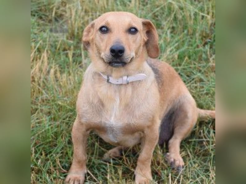 Pia - eine nette, freundliche, menschenbezogene Hündin