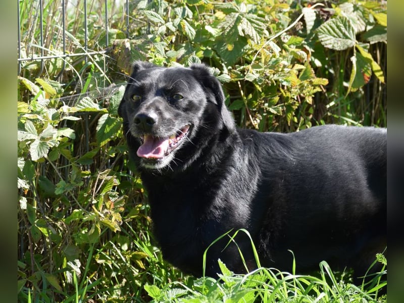 Poldi - netter ruhiger Senior sucht Zuhause als Einzelprinz