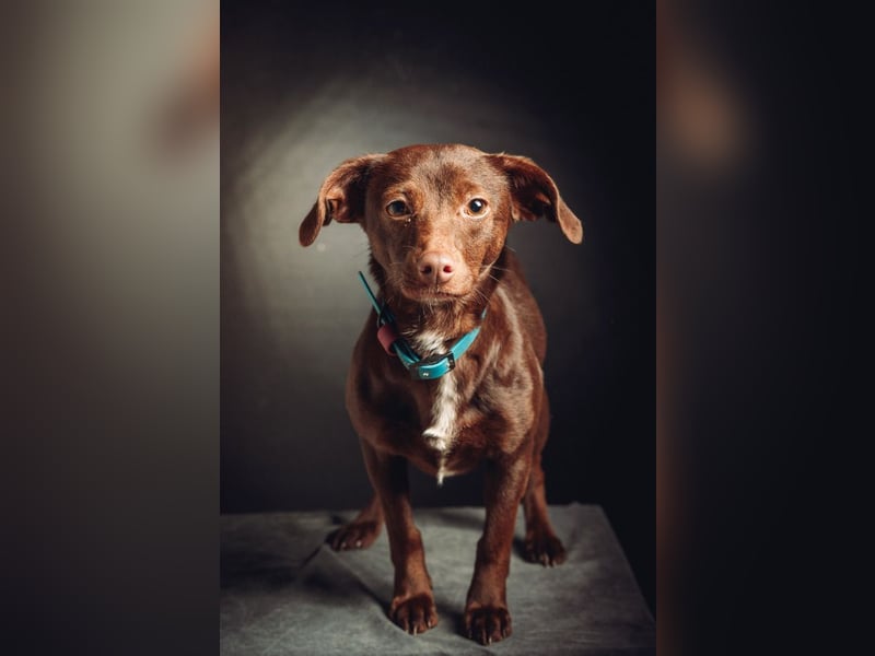 Honey - anfangs etwas schüchtern, freundlich & verspielt