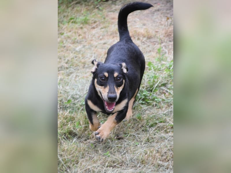 Sylvia - ist eine kleine lebensfrohe Hündin die noch etwas schüchtern ist