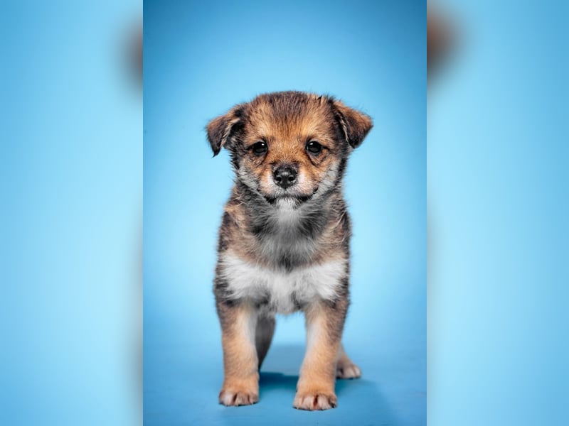 Bootsmann - freundlicher und verspielter kleiner Welpen Rüde