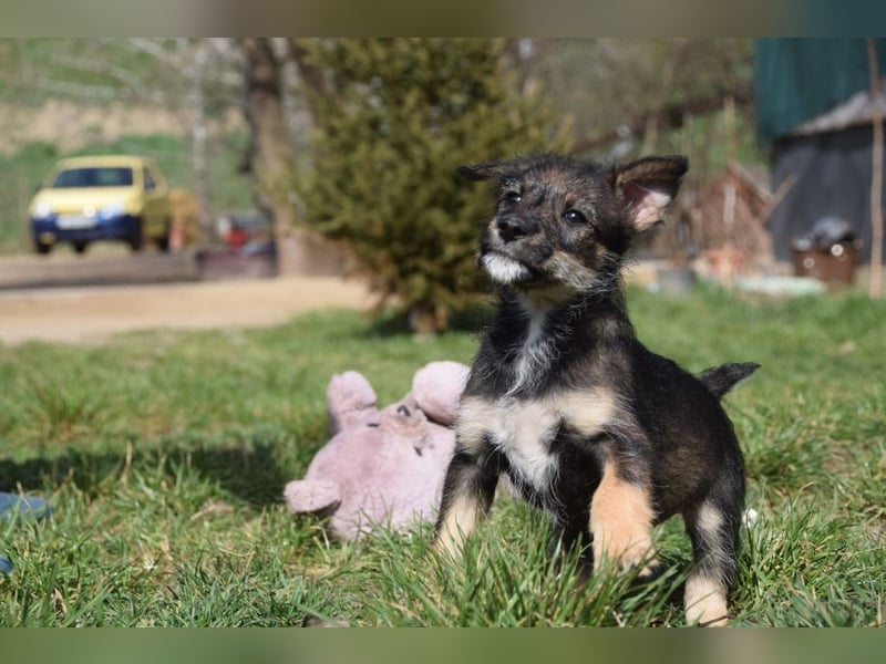 Thorsten - neugieriger, medium aktiver und verspielter Welpen Rüde