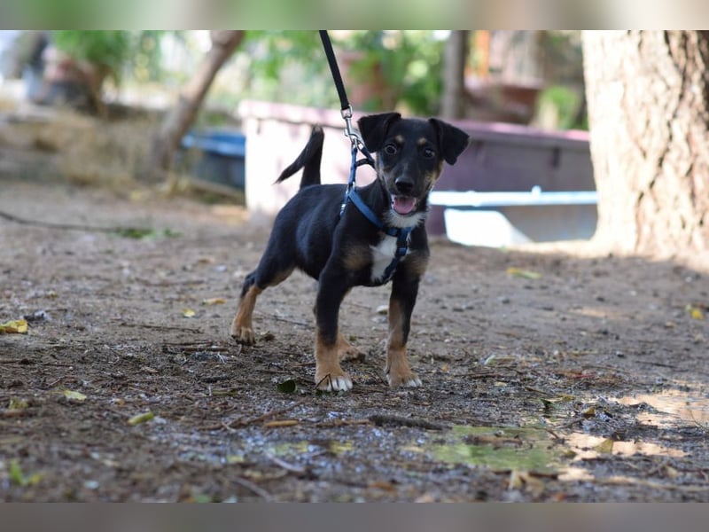 Spaghetti - freundliches & verspieltes Hundekind, liebt die Menschen
