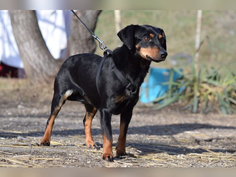 Lina - anfangs vorsichtig, verschmust und liebt es Küsschen zu geben