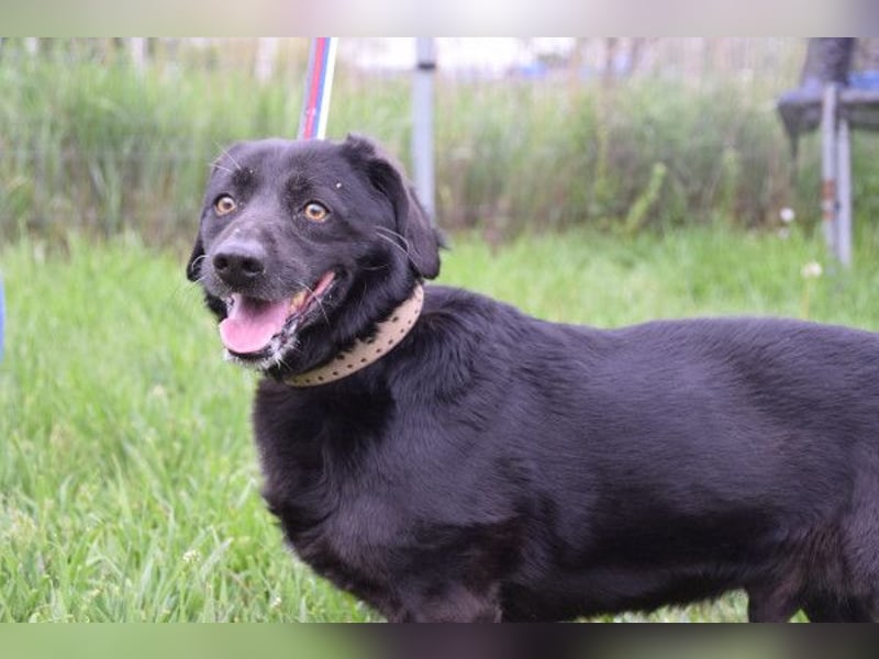 Poldi - netter ruhiger Senior sucht Zuhause als Einzelprinz