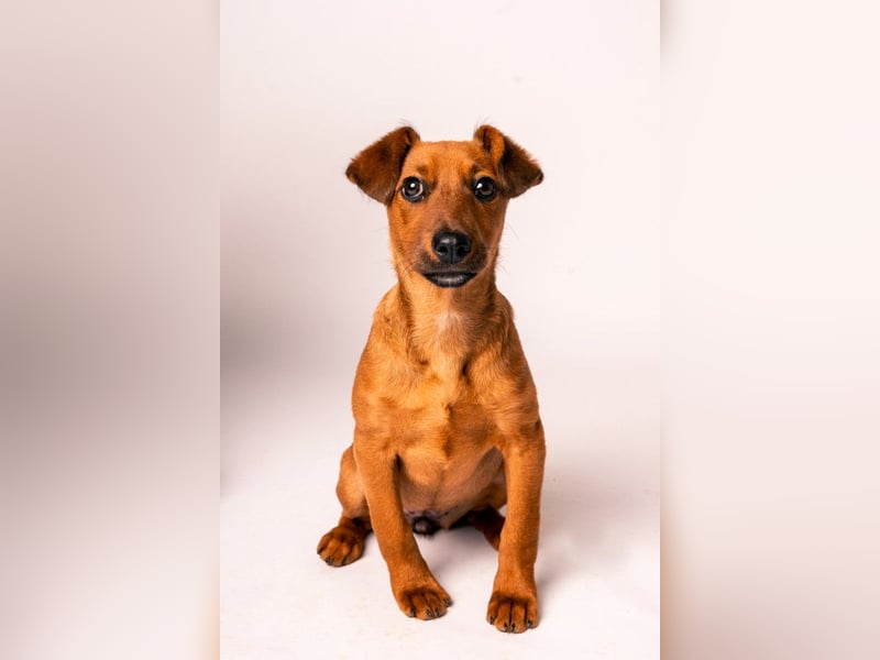 Latte - liebevoll & verschmust, aufgeschlossen & freundlich