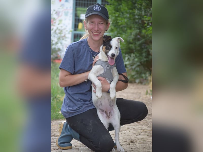 Galina - freundliche bezaubernde Hündin, nett und liebt es zu kuscheln