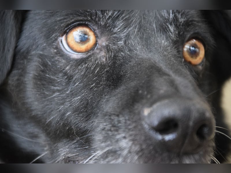 Poldi - netter ruhiger Senior sucht Zuhause als Einzelprinz