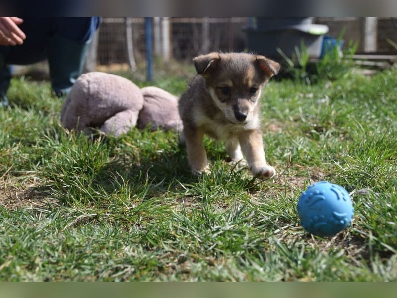 Bootsmann - freundlicher und verspielter kleiner Welpen Rüde