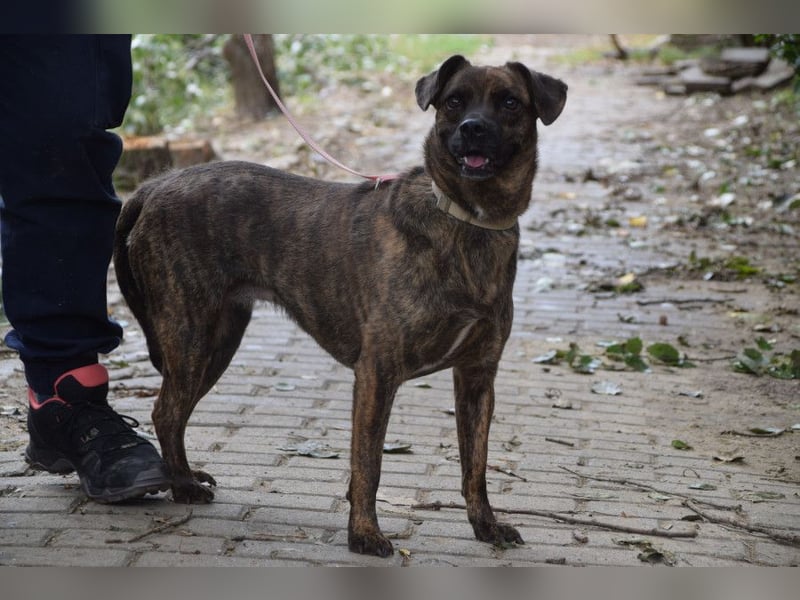 Lulu - liebenswerte Hündin die Zeit braucht um Vertrauen  aufzubauen