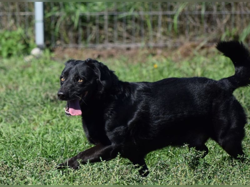Poldi - netter ruhiger Senior sucht Zuhause als Einzelprinz