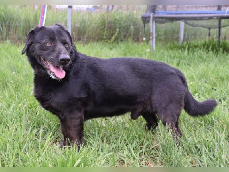 Poldi - netter ruhiger Senior sucht Zuhause als Einzelprinz