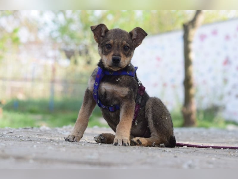 Melitta - verschmuste und freundliche kleine Dame