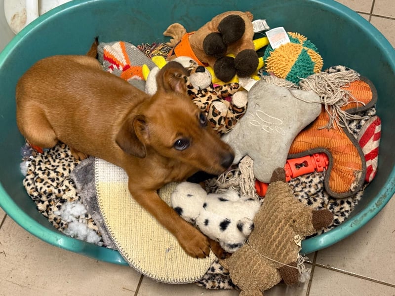 Latte - liebevoll & verschmust, aufgeschlossen & freundlich