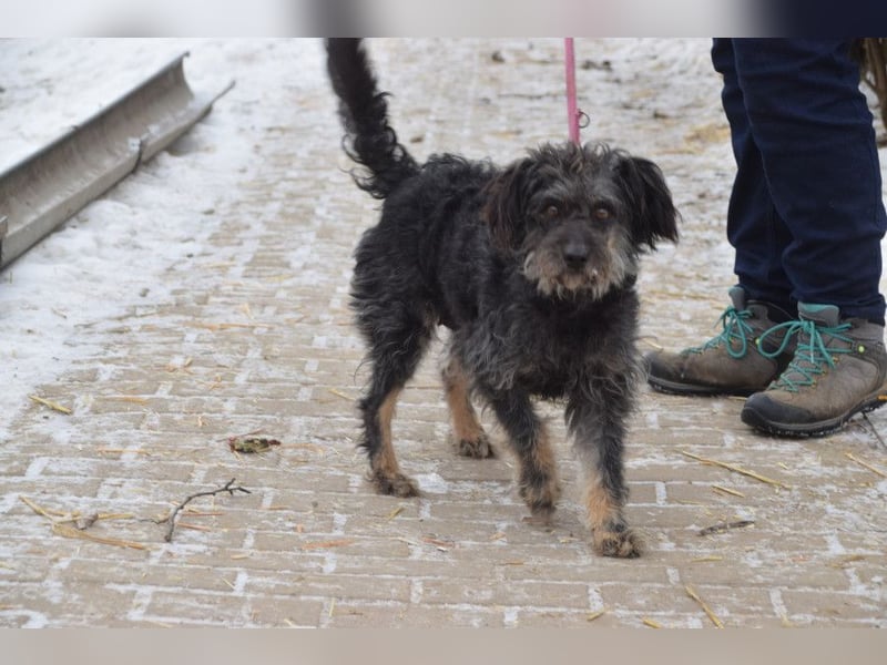 Lyra - bezaubernde Hündin, anhänglich, liebenswert & verschmust