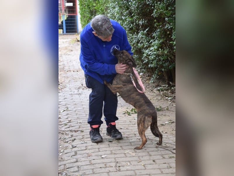 Lulu - liebenswerte Hündin die Zeit braucht um Vertrauen  aufzubauen