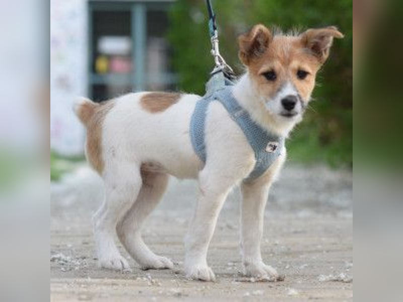 Emilia - zuckersüße, freundliche und verschmuste Welpen Hündin