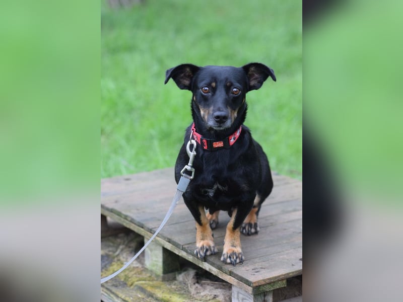 Amelie - liebevolle Hündin die Geborgenheit und Liebe sucht