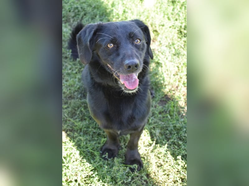 Poldi - netter ruhiger Senior sucht Zuhause als Einzelprinz