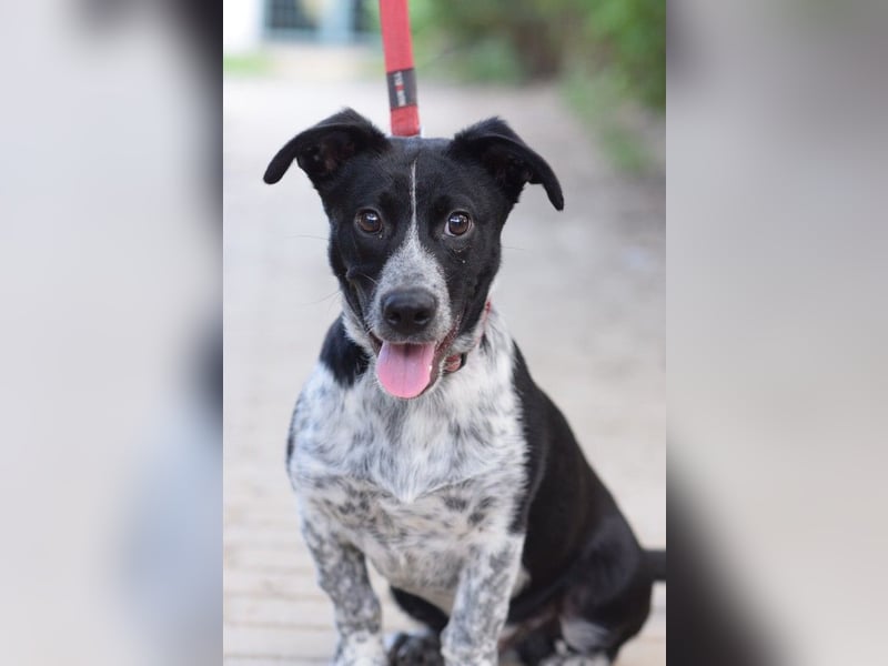 Guba - anfangs etwas vorsichtig, freundlich, neugierig & verschmust