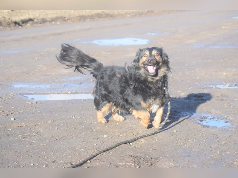 Stella - rüstige Seniorin die noch flott unterwegs ist