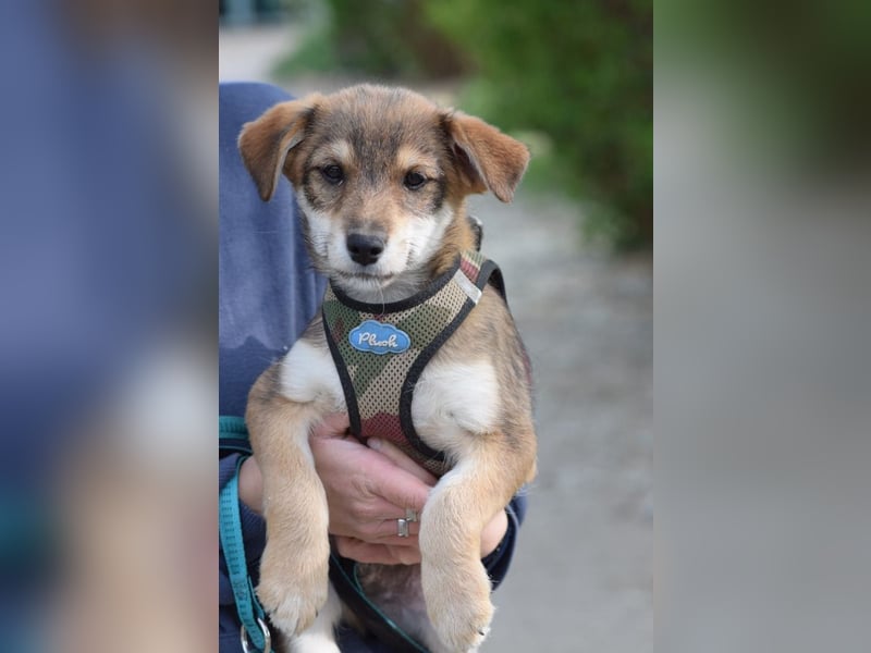 Bootsmann - freundlicher und verspielter kleiner Welpen Rüde