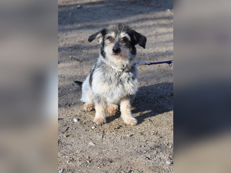 Violetta - auf PS in 53797 Lohmar - bezaubernde Hündin, genießt jede Streicheleinheit