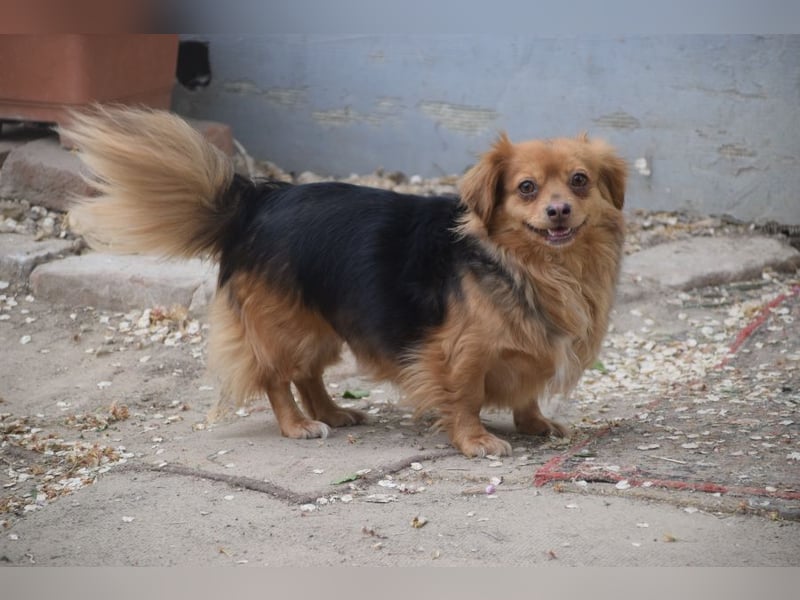 Felia - nette kleine Mischlingshündin die erst Vertrauen aufbauen muß