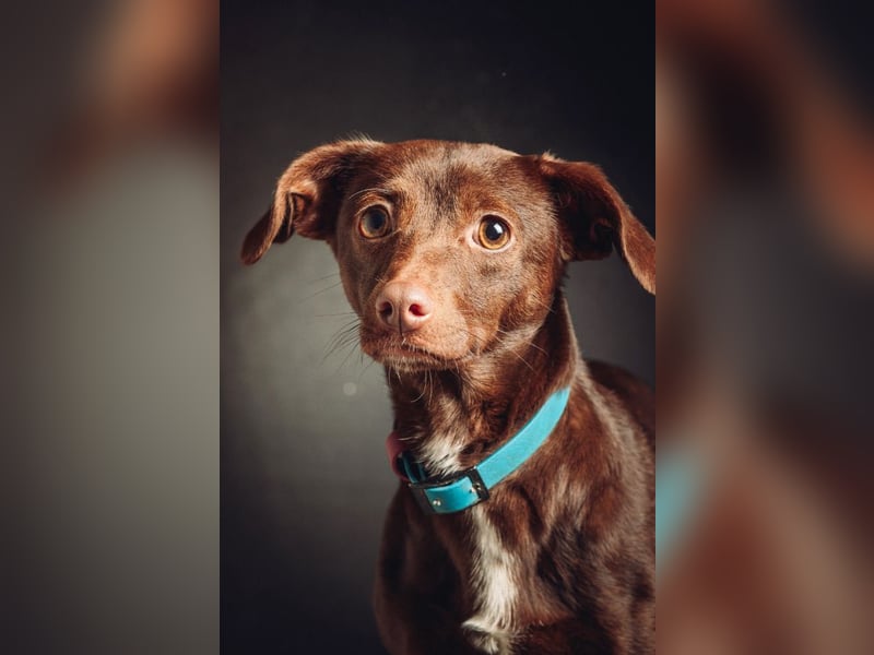 Honey - anfangs etwas schüchtern, freundlich & verspielt