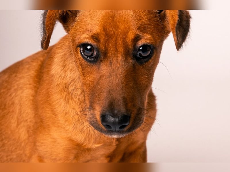 Latte - liebevoll & verschmust, aufgeschlossen & freundlich