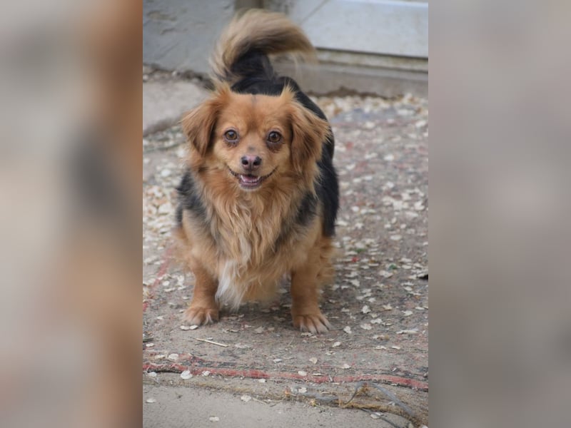 Felia - nette kleine Mischlingshündin die erst Vertrauen aufbauen muß