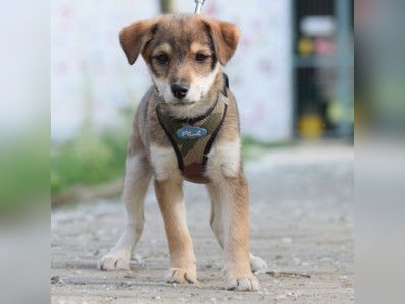 Bootsmann - freundlicher und verspielter kleiner Welpen Rüde