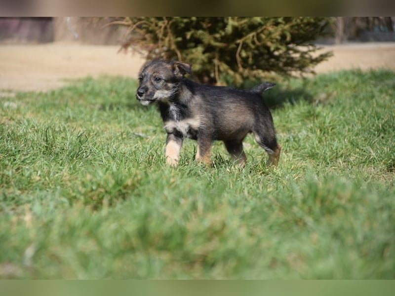Thorsten - neugieriger, medium aktiver und verspielter Welpen Rüde