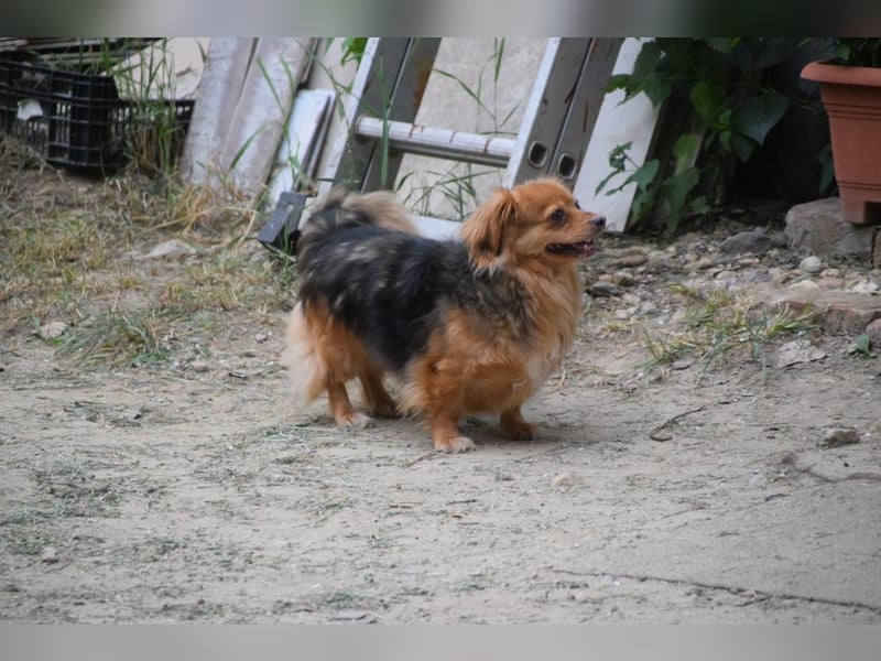 Felia - nette kleine Mischlingshündin die erst Vertrauen aufbauen muß