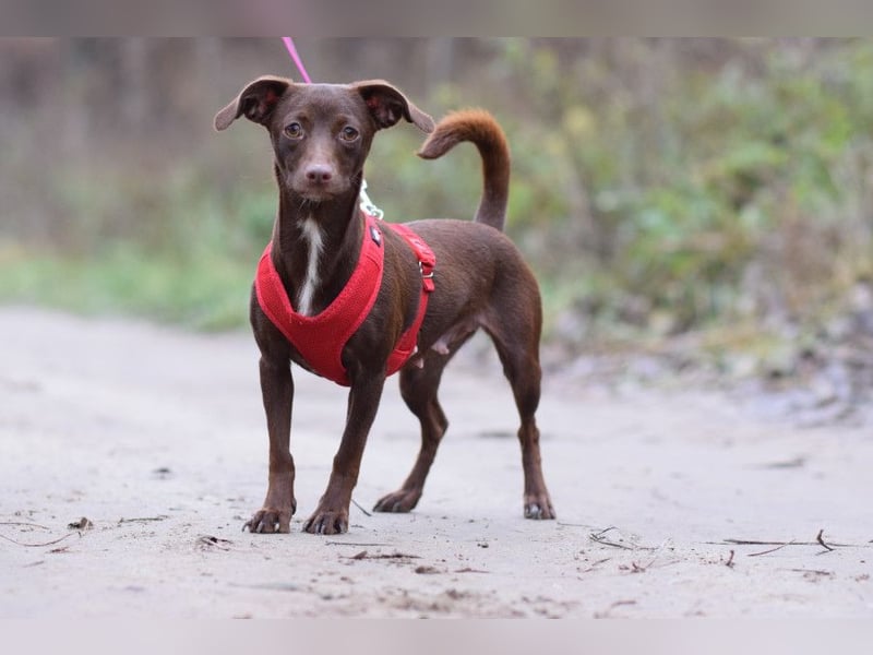 Honey - anfangs etwas schüchtern, freundlich & verspielt